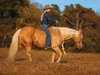 Farasi dume, Quarter Horse — picha 3