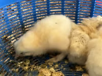 婆罗门鸡 — 照片 1