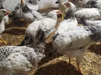 Chickens — 照片 1