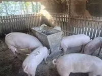 Säue, Schweine — Foto 2