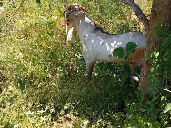 Mbuzi (kikundi, jinsia haijatajwa), Mbuzi