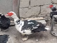 Ducks — الصورة 6
