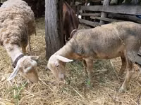 Sheep, Luzein sheep — photo 2