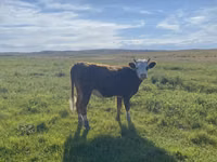 نعجة, Qashqai sheep — الصورة 6