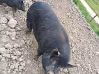 Boar — photo 3