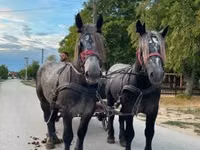 Caballo, Percheron — foto 7