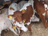 Rinder (Partie, Geschlecht nicht angegeben), Simmental cattle — Foto 1