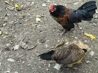 Chickens — foto 2