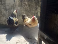 براهما — الصورة 2