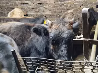 गाय, मवेशी — फ़ोटो 1