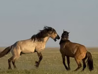 حصان, Bashkir horse — الصورة 3