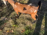 Ziege, Alpine goat — Foto 5