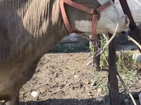 Vaca, Raza Alatau — foto 7