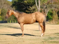 Farasi dume, Quarter Horse — picha 1