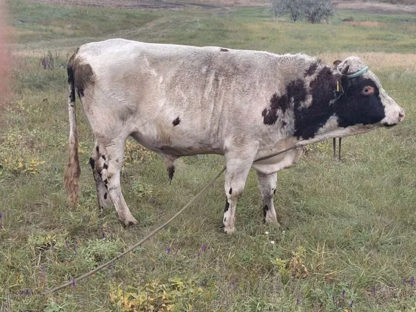 Ng'ombe dume, Simmental cattle
