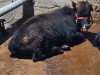 Bulle, Swedish red cattle — Foto 3