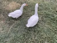 Geese — الصورة 3