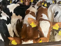Rinder (Partie, Geschlecht nicht angegeben), Simmental cattle — Foto 1