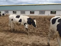 Cow, Russian Black pied cattle — photo 3