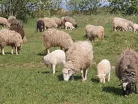 母羊, Edilbay sheep — 照片 3