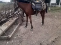 Yegua, Karabakh horse — foto 1