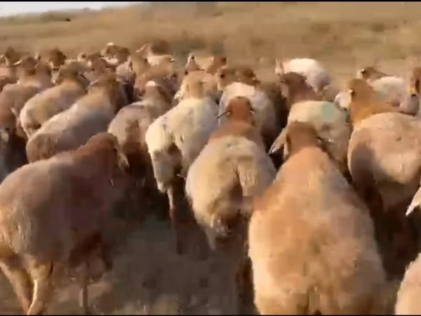 Kondoo (kikundi, jinsia haijatajwa), Arashan sheep
