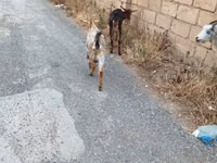 Mbuzi jike, Mbuzi — picha 7