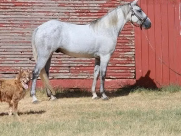 Farasi dume, Tennessee Walking Horse