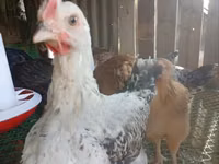 Shamo chickens — picha 1