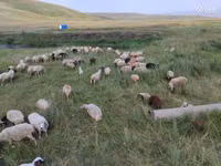 Sheep, Balbas sheep — photo 4