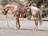 Caballo, Quarter Horse — foto 4