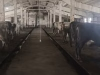 Vaca, Raza Holstein — foto 8