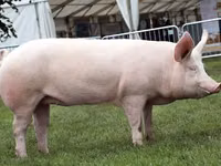 Cerdos (lote, sexo no especificado) — foto 1