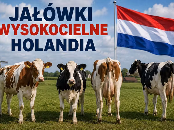Cow, Holstein breed