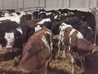 Ng'ombe dume, Russian Black pied cattle — picha 3