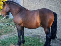 Farasi dume, Međimurje horse — picha 2