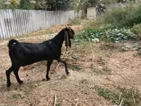 Goat, Kamori goats — photo 5