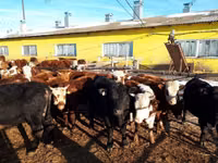 Ng'ombe dume, Simmental cattle — picha 5