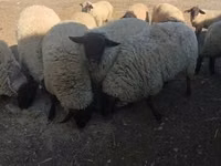 Widder, White Suffolk sheep — Foto 3