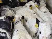 أبقار (دفعة، الجنس غير محدد), Simmental cattle — الصورة 6