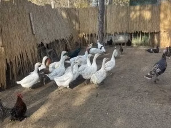 Гуси