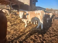 Cow, Hungarian Grey breed — photo 5