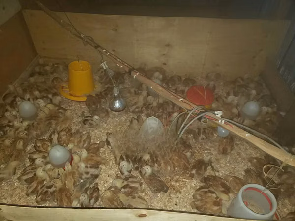 Chickens — Kenya