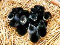 Australorp — Foto 5