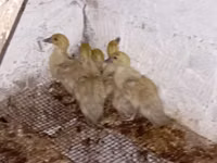 Ducks — 照片 5