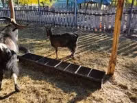 Billy Goat, Goats — photo 4
