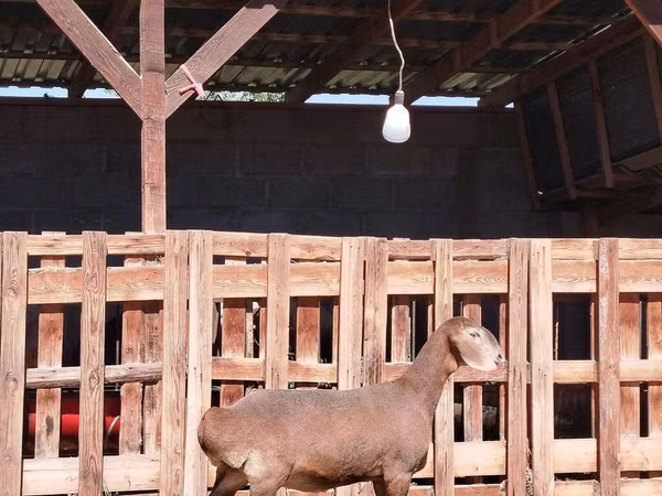 Mbuzi jike, Nubian Goat
