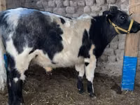 Ng'ombe dume, Bluu ya Ubelgiji — picha 2