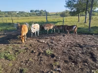 Bull, Zebu — photo 6