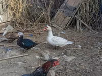 Domestic Muscovy — photo 3